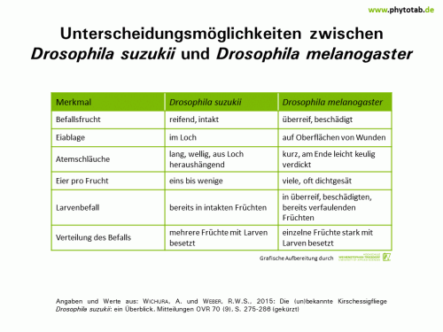 Unterscheidungsmöglichkeiten zwischen Drosophila suzukii und Drosophila melanogaster - Arthropoden, Hautflügler/Zweiflügler, Symptomatik/Diagnostik - Arthropoden, Drosophila, Hautflügler/Zweiflügler, Kirschessigfliege, Symptomatik/Diagnostik