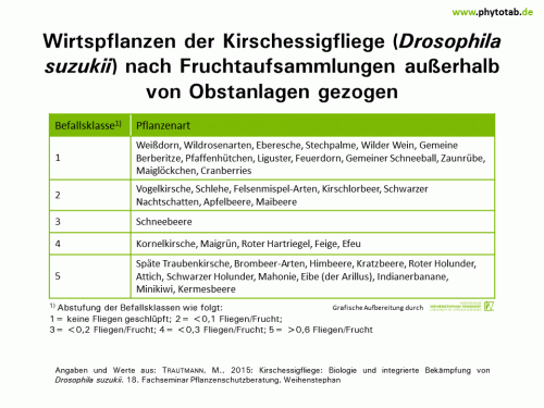 Wirtspflanzen der Kirschessigfliege (Drosophila suzukii) nach Fruchtaufsammlungen außerhalb von Obstanlagen gezogen - Arthropoden, Hautflügler/Zweiflügler, Wirt-Parasit-Beziehungen - Arthropoden, Drosophila, Hautflügler/Zweiflügler, Kirschessigfliege, Wirt-Parasit-Beziehungen