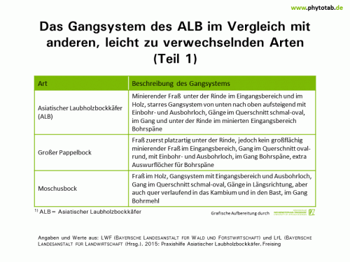Bild anklicken (=groß), dann mit rechter Maustaste kopieren und direkt formatfüllend in Power Point einfügen Das Gangsystem des ALB im Vergleich mit anderen, leicht zu verwechselnden Arten (Teil 1) - Arthropoden, Käfer/Schmetterlinge, Symptomatik/Diagnostik - ALB, Arthropoden, Käfer/Schmetterlinge, Symptomatik/Diagnostik