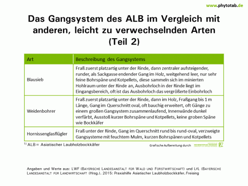 Bild anklicken (=groß), dann mit rechter Maustaste kopieren und direkt formatfüllend in Power Point einfügen Das Gangsystem des ALB im Vergleich mit anderen, leicht zu verwechselnden Arten (Teil 2) - Arthropoden, Käfer/Schmetterlinge, Symptomatik/Diagnostik - ALB, Arthropoden, Käfer/Schmetterlinge, Symptomatik/Diagnostik