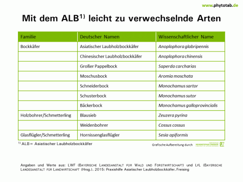 Bild anklicken (=groß), dann mit rechter Maustaste kopieren und direkt formatfüllend in Power Point einfügen Mit dem ALB leicht zu verwechselnde Arten - Arthropoden, Käfer/Schmetterlinge, Symptomatik/Diagnostik - ALB, Arthropoden, Käfer/Schmetterlinge, Symptomatik/Diagnostik