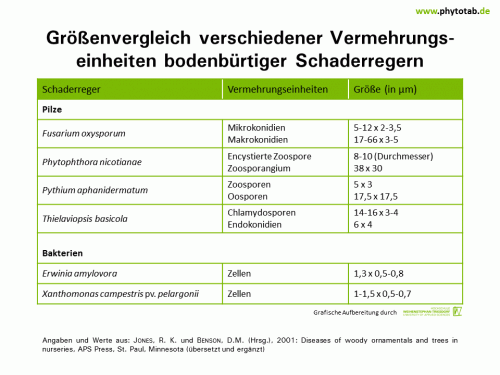 Größenvergleich verschiedener Vermehrungseinheiten bodenbürtiger Schaderregern - Bakterien, Epidemiologie/Populationsdynamik , Pilze - Bakterien, Epidemiologie/Populationsdynamik, Konidien, Pilze, Sporen