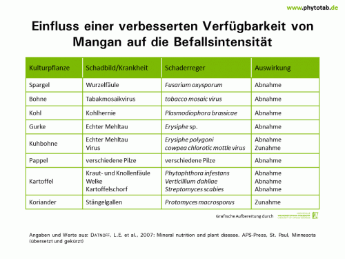 Bild anklicken (=groß), dann mit rechter Maustaste kopieren und direkt formatfüllend in Power Point einfügen Einfluss einer verbesserten Verfügbarkeit von Mangan auf die Befallsintensität - Epidemiologie/Populationsdynamik , Pilze, Viren - Düngung, Epidemiologie/Populationsdynamik, Mangan, Pilze, Viren