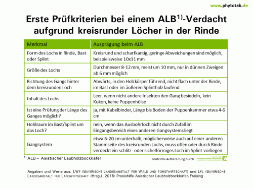 Erste Prüfkriterien bei einem ALB-Verdacht aufgrund kreisrunder Löcher in der Rinde - Arthropoden, Käfer/Schmetterlinge, Symptomatik/Diagnostik - ALB, Arthropoden, Käfer/Schmetterlinge, Symptomatik/Diagnostik